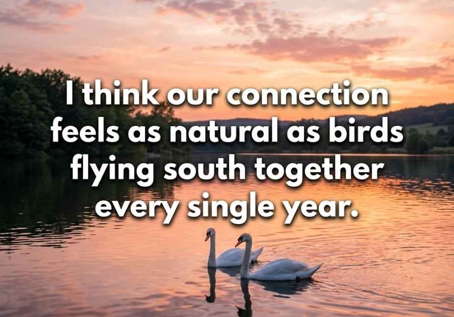 animal pick up lines – two swans on sunset lake with romantic quote text