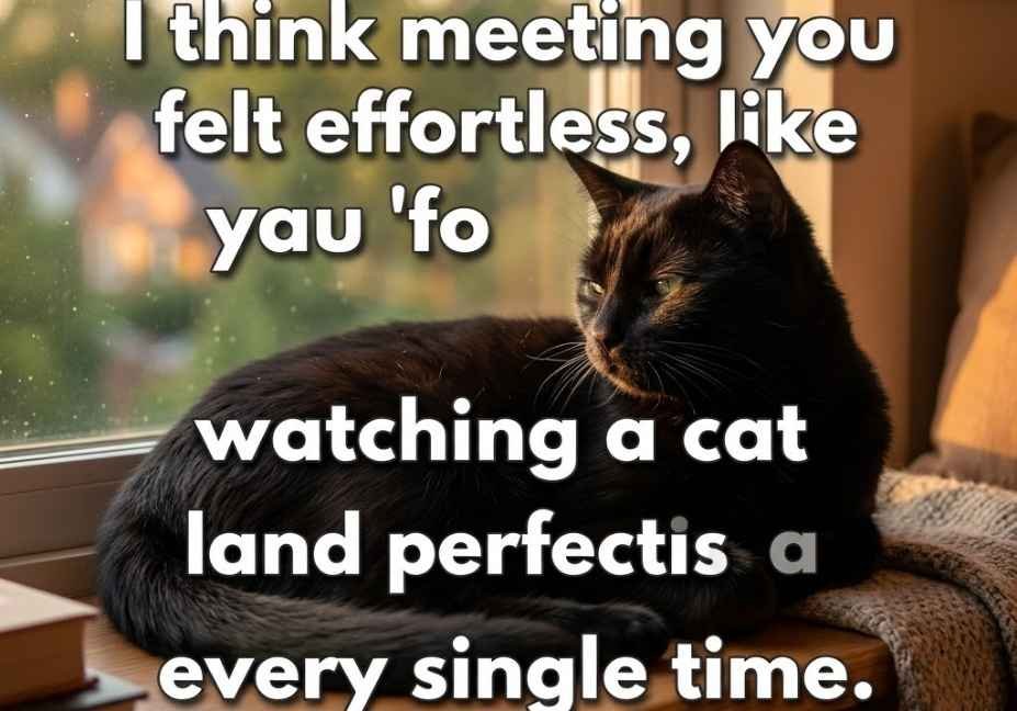 animal pick up lines – black cat resting by window with smooth quote text